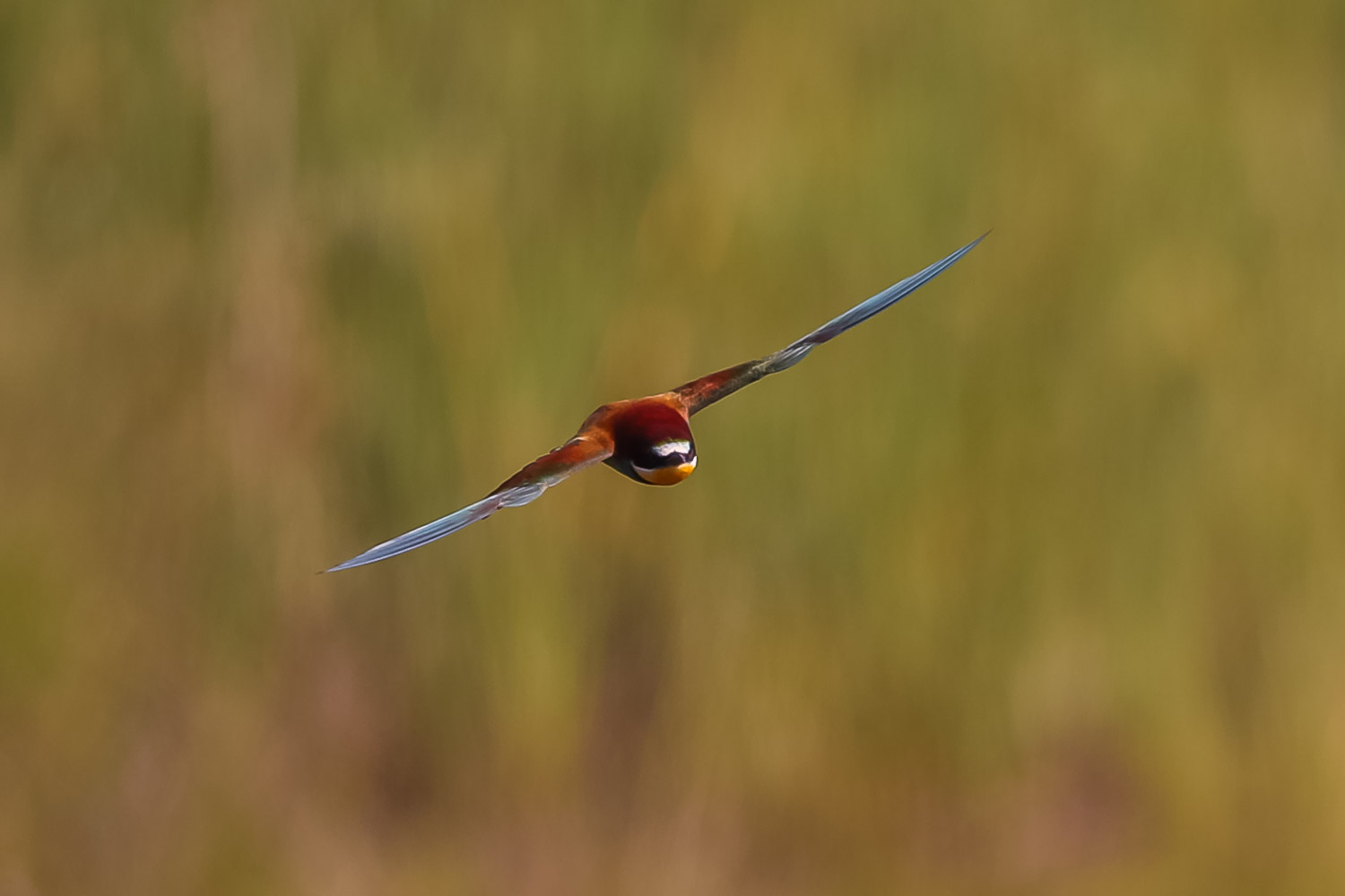 Bee eater 2 3