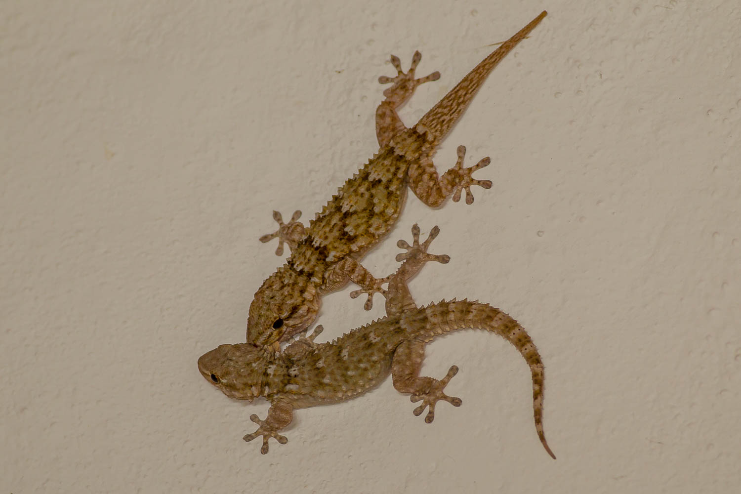 Moorish Geckos 9994