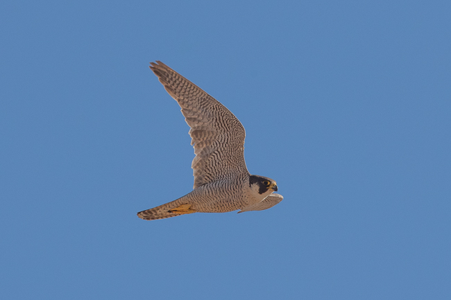 Peregrine Falcon Falco peregrinus 7691