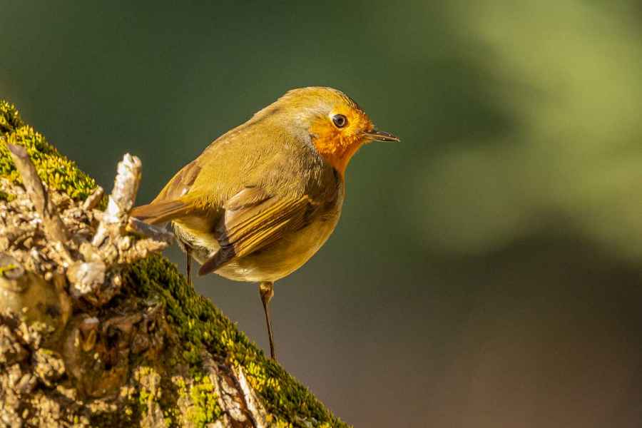 All about the Common European Robin (Erithacus rubecula)