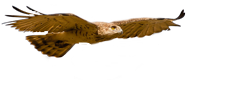 Birding in Portugal Official Website